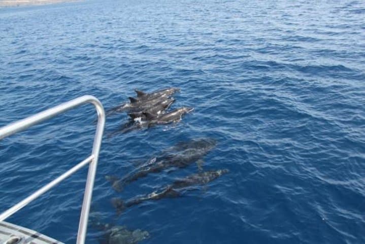 Dolphin and Whales watching cruise from Puerto Rico de Gran Canaria