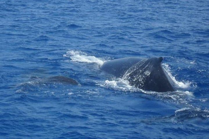 Dolphin and Whales watching cruise from Puerto Rico de Gran Canaria