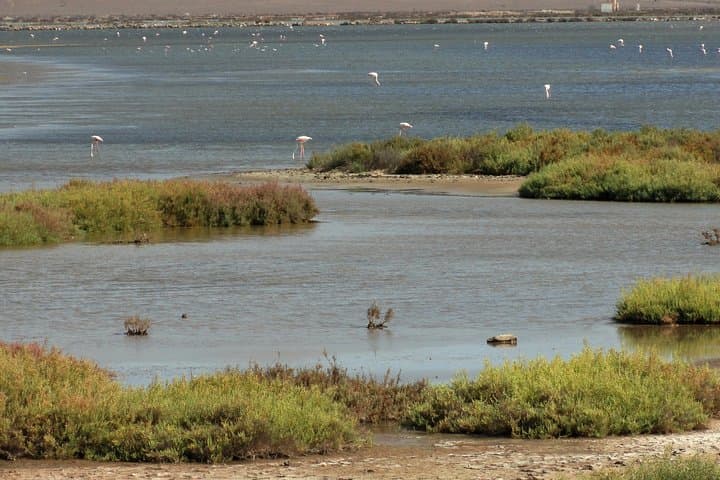 Flamingos by the salt lakes of Cabo de Gata