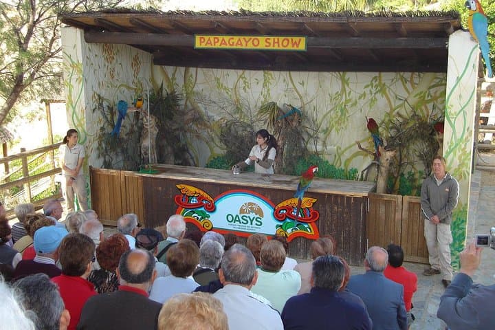 Parrot Show at Mini Hollywood