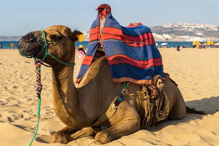 Tangier (Morocco) Day Trip from Seville with Local Guide