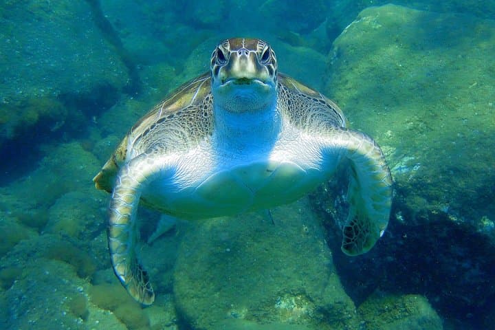 Sea Turtle