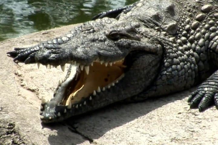 Cocodrilo Park Zoo Admission Ticket in Agüimes