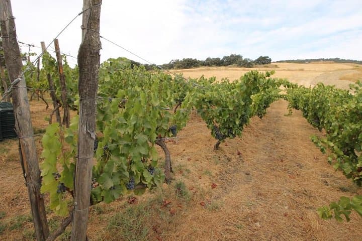 wine tour Ronda