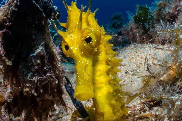 Tossa de Mar Discover Scuba Diving PADI