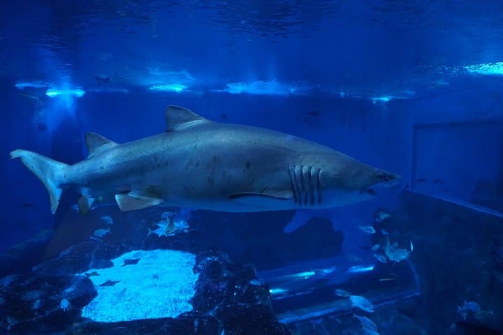 Seville Aquarium Admission Ticket