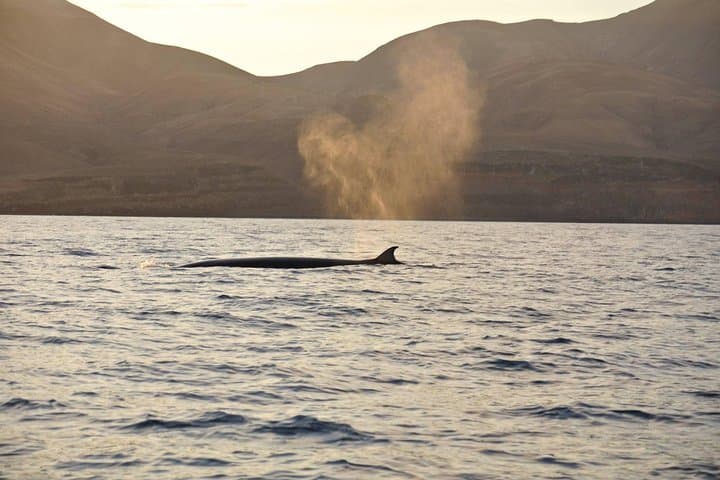 bride's whale off the coast of Lanzarote
