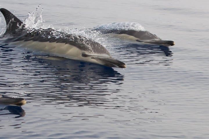 Common Dolphins & calm sea's out from Puerto Calero