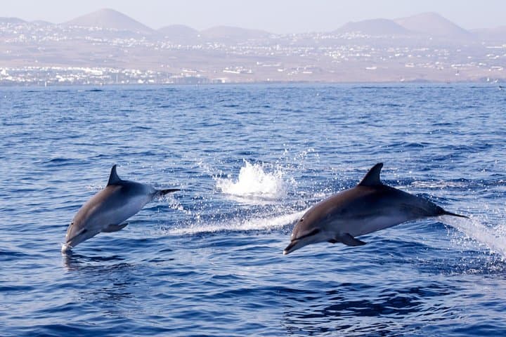 Spotted Dolphins off the shore of Puerto del Carmen