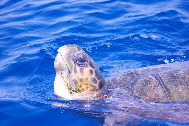 Turtle spotted off Puerto Calero