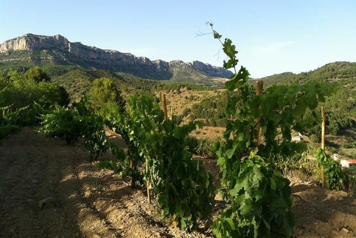 Vineyards sheltered by Montsant, in Priorat