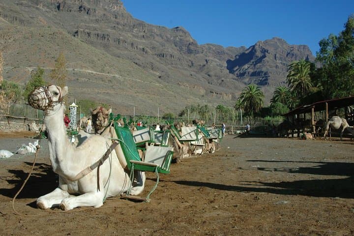 Camel Ride in Fataga with Tapas and drinks