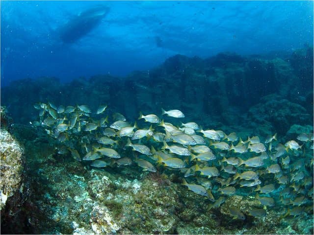 Tenerife Turtle and Snorkel Tour from Costa Adeje