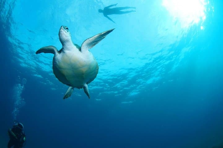 Tenerife Turtle and Snorkel Tour from Costa Adeje