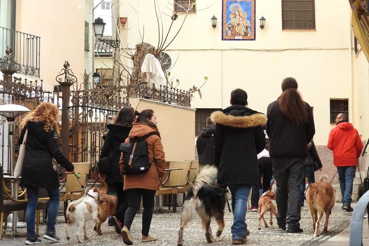 Guided visit to the Realejo with dogs