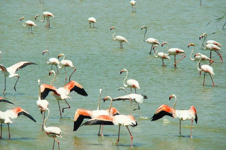 Donana National Park: Guided Day Tour from Seville