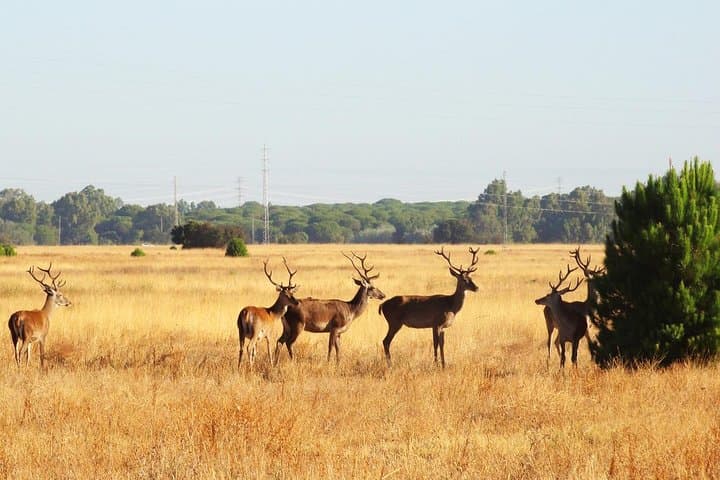 Donana National Park: Guided Day Tour from Seville