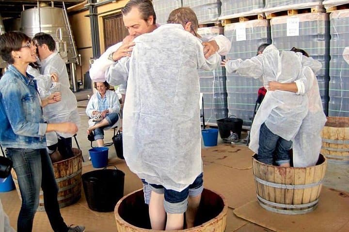 Smashing grapes during harvest.