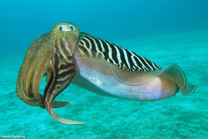 Private Snorkeling Tour from Playa Grande Beach
