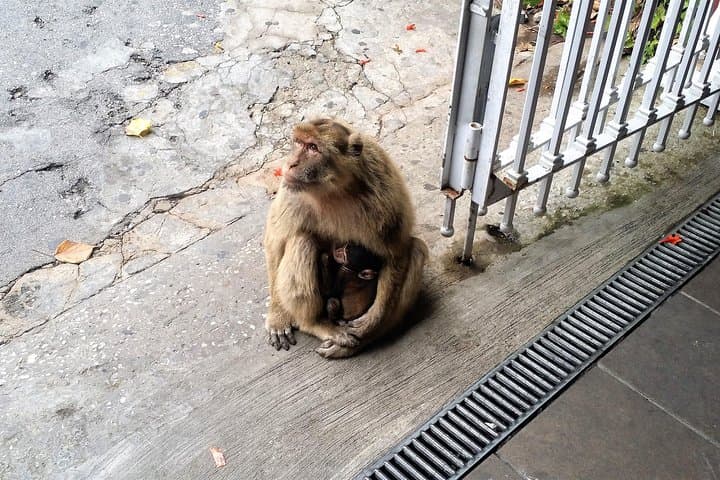 Baby monkey