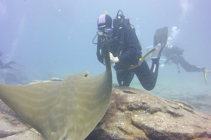 Diving with Bull Rays
