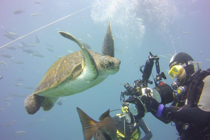 Turtle Dive