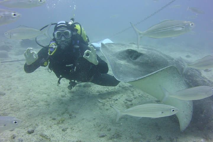 Dive Site Aquarium with rays