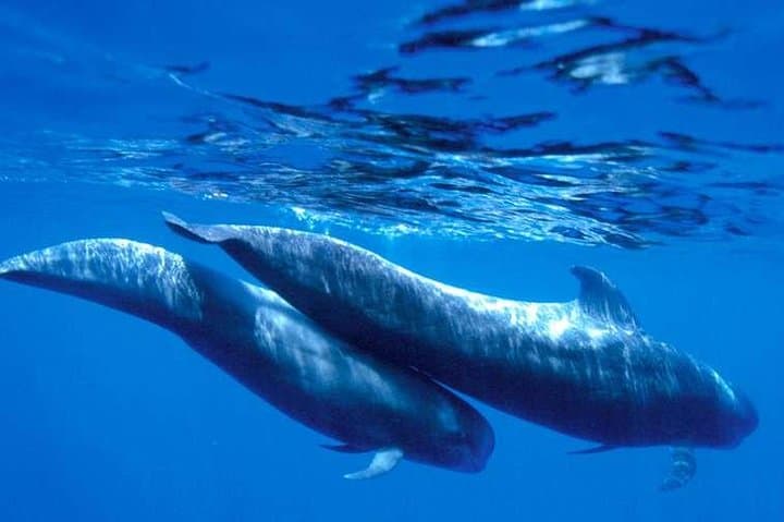 4'5-hour Royal Dolphin and Whale Watching Excursion in Tenerife