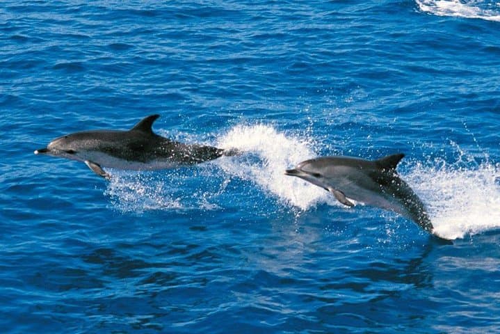 4'5-hour Royal Dolphin and Whale Watching Excursion in Tenerife