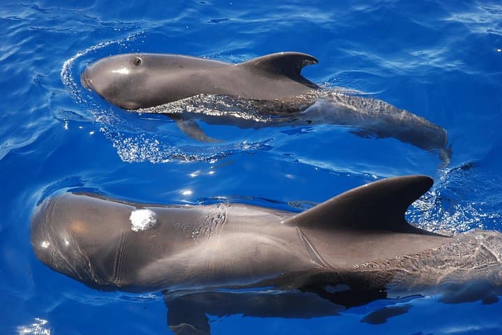 Whale Watching