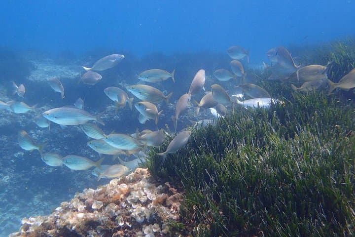 Mallorca: Snorkeling in a Beautiful Nature Reserve