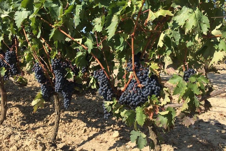 La Rioja wines and Laguardia tour from Bilbao