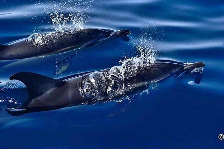 Common Dolphins Blowing in the waters off Puerto Calero
