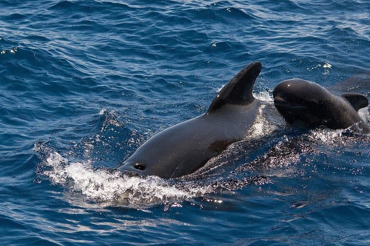 Whales in Tenerife