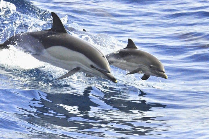 Dolphins in Tenerife