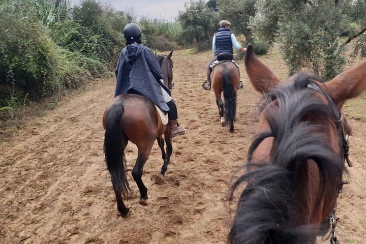 Horseback Riding Experience in Aljarafe, Doñana park from Seville