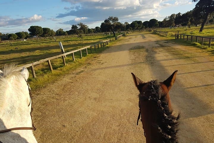 Horseback Riding Experience in Aljarafe, Doñana park from Seville