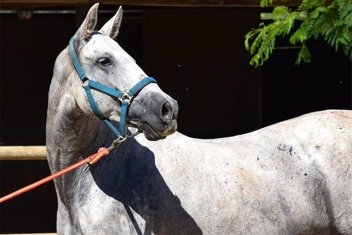 Horseback Riding Experience in Aljarafe, Doñana park from Seville
