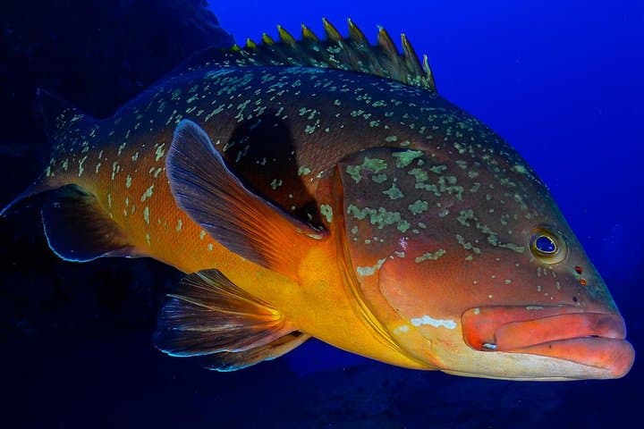 Advanced diving course in La Restinga, El Hierro