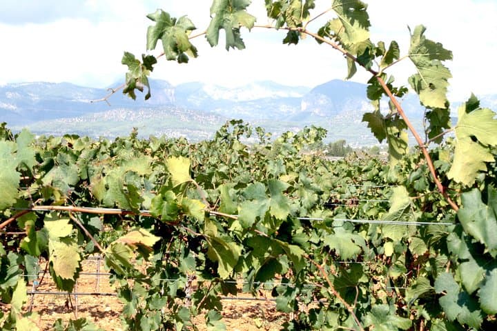 Sa Clasta Mallorca Wine Tours