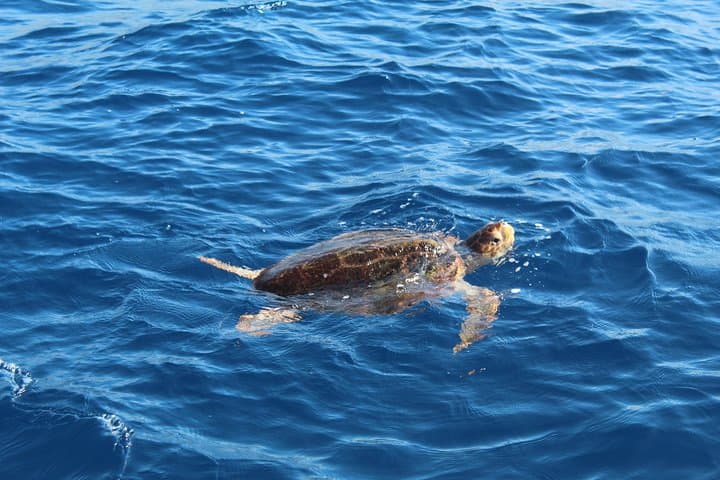 Private Charter in Tenerife south max 7 people