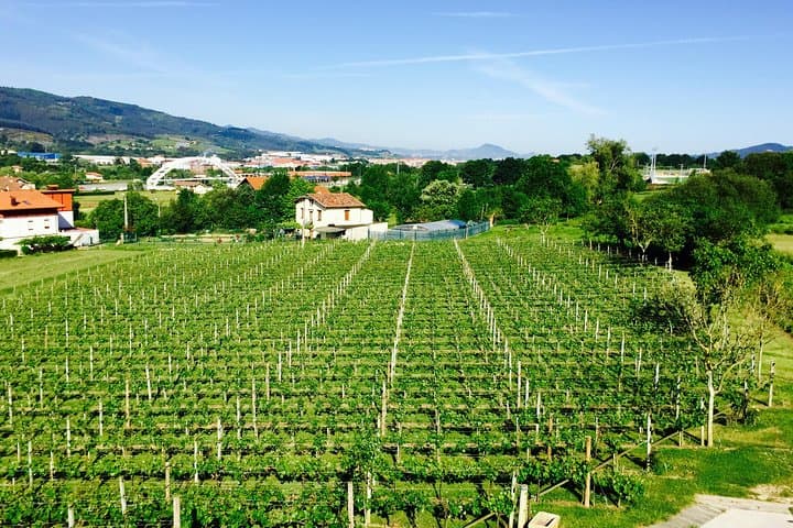 Guided tour of Txakoli wine tasting and tasting of wine and typical products