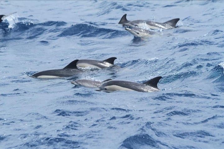 Dolphins Watching in Gibraltar - Day Trip from Seville