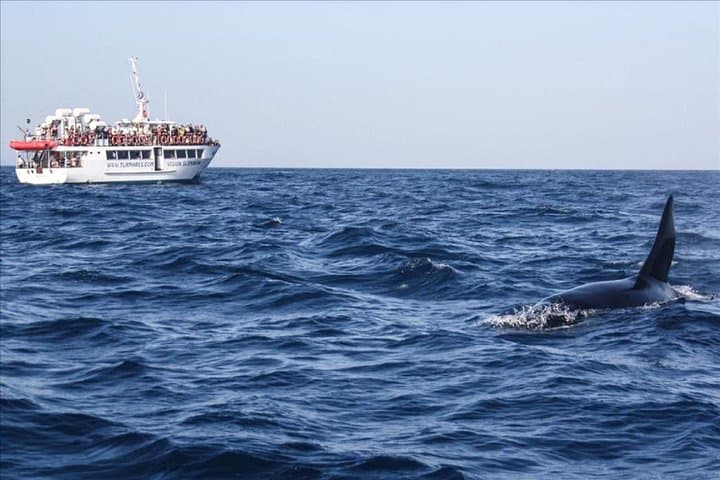 Dolphins Watching in Gibraltar - Day Trip from Seville