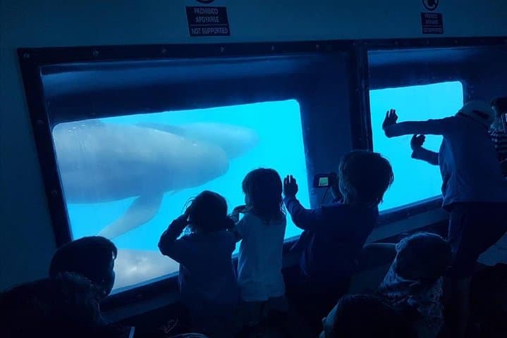 Dolphins Watching in Gibraltar - Day Trip from Seville