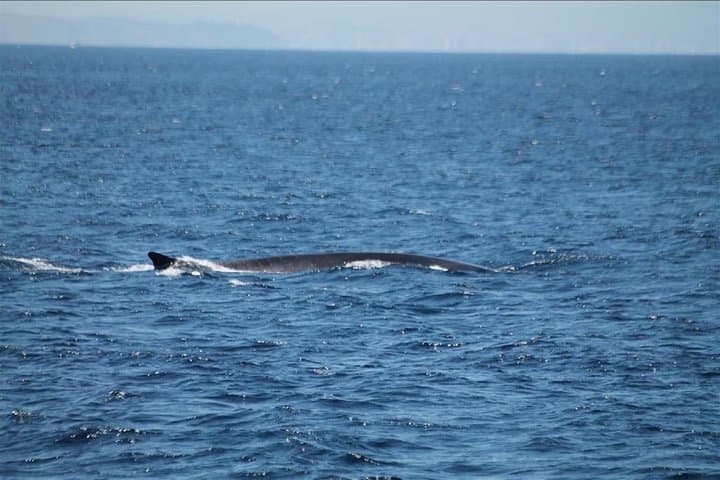 Dolphins Watching in Gibraltar - Day Trip from Seville
