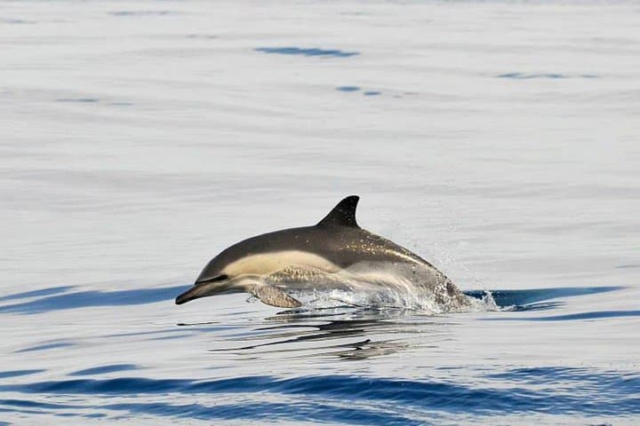 Dolphins Watching in Gibraltar - Day Trip from Seville