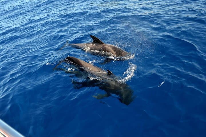 Whales in Tenerife.