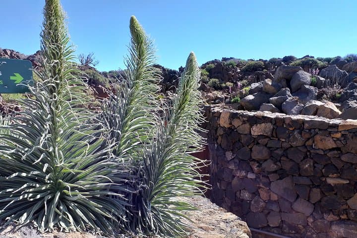 Teide essential Shore Excursion VIP TOUR
