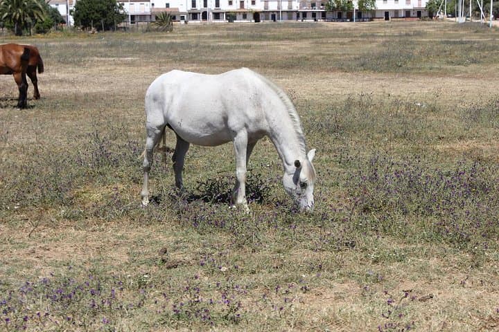 Horseback Riding Experience in Aljarafe, Doñana park from Seville